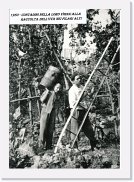 vendemmia-15-contadini-1950 * 2412 x 3436 * (2.1MB)